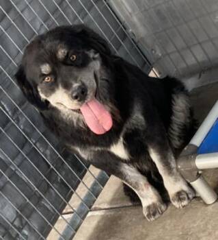 Rescue Bernese Mountain Dog Dogs for Adoption in Victorville, California - STRAY 4095 HOLD UNTIL 11/21/2025 (G32) | PetCurious