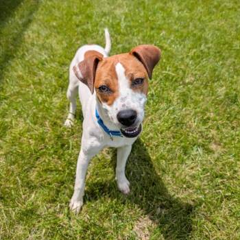 Skippy -  Terrier Dog for Adoption in Wheeling, Illinois - Skippy | PetCurious