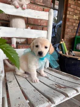 Didgeridoo -  Labrador Retriever and Golden Retriever Dog for Adoption in New Baltimore, Michigan - Didgeridoo | PetCurious