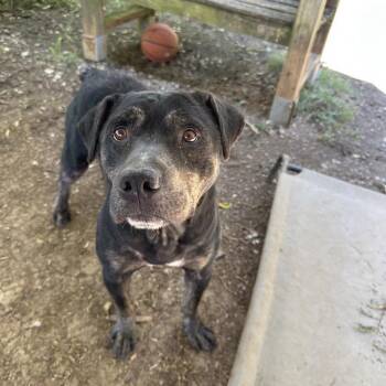 Jorah -  Hound and Mixed Breed Dog for Adoption in Oak Ridge, Tennessee - Jorah | PetCurious