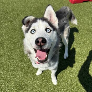 Husky Dogs Available for Adoption in Columbus, Ohio - Minnow | PetCurious