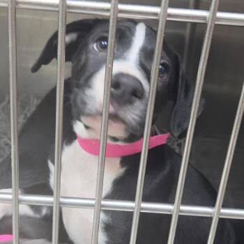 Jess -  Border Collie Dog for Adoption in Lakeland, Florida - Jess | PetCurious