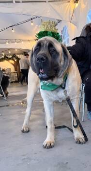 Mastiff Dogs Available for Adoption in Akron, Ohio - Floyd | PetCurious