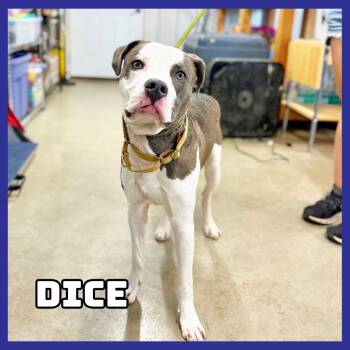 Dice -  Pit Bull Terrier and Mixed Breed Dog for Adoption in Glenwood, Minnesota - Dice | PetCurious