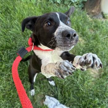 Dumas -  Mixed Breed Dog for Adoption in Philadelphia, Pennsylvania - Dumas | PetCurious