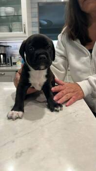 Mixed Breed Dogs Available for Adoption - Cosmo | PetCurious