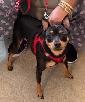 Miniature Pinscher Dogs Available for Adoption in East Brunswick, New Jersey - Prince | PetCurious