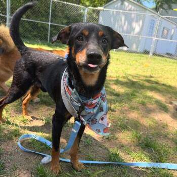 San Francisco -  Mixed Breed Dog for Adoption in Fredericksburg, Virginia - San Francisco | PetCurious