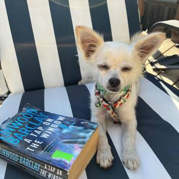 Megan -  Chihuahua Dog for Adoption in Saskatoon, Saskatchewan - Megan | PetCurious