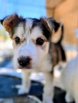 Australian Shepherd and Mixed Breed Dogs Available for Adoption in Evergreen, Colorado - Sable | PetCurious