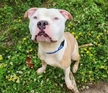DOUGHNUT -  Pit Bull Terrier Dog for Adoption in Minneapolis, Minnesota - DOUGHNUT | PetCurious