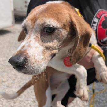 Beagle Dogs Available for Adoption in Nowata, Oklahoma - Sunshine | PetCurious