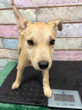 AC-4846 "Deb" -  Husky Dog for Adoption in Conyers, Georgia - AC-4846 "Deb" | PetCurious