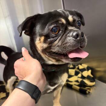 Shadow -  Pug and Mixed Breed Dog for Adoption in Council Bluffs, Iowa - Shadow | PetCurious