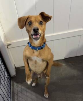 Nike -  Mixed Breed Dog for Adoption in Fort Pierce, Florida - Nike | PetCurious