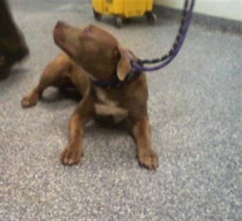 A1269387 -  Pit Bull Terrier Dog for Adoption in Charlotte, North Carolina - A1269387 | PetCurious