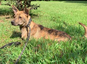 Gia -  Belgian Shepherd Malinois Dog for Adoption in Sumter, South Carolina - Gia | PetCurious