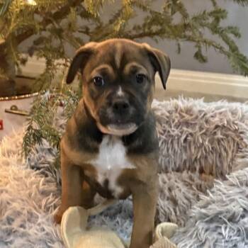 American Staffordshire Terrier and Rottweiler Dogs Available for Adoption in Austin, Texas - Twister | PetCurious