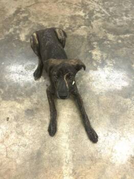 McCoy -  Shepherd and Plott Hound Dog for Adoption in Osage Beach, Missouri - McCoy | PetCurious