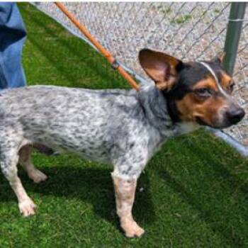 Boone -  Australian Cattle Dog Blue Heeler and Mixed Breed Dog for Adoption in Fairfax, Virginia - Boone | PetCurious