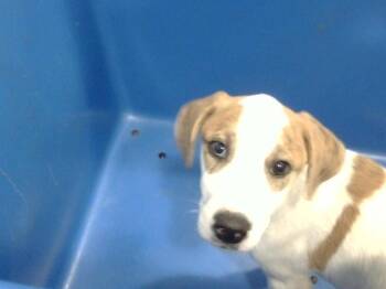 Mixed Breed Dogs Available for Adoption in Dallas, Texas - BLUE | PetCurious