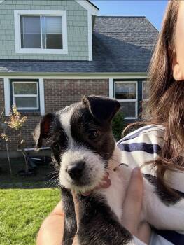 Delia -  Terrier Dog for Adoption in Bothell, Washington - Delia | PetCurious