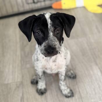 Cecil -  Pointer Dog for Adoption in Columbia, Maryland - Cecil | PetCurious