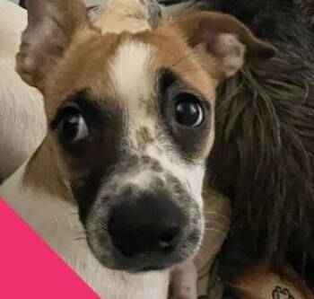 Rat Terrier and Chihuahua Dogs Available for Adoption - SPONSOR OR FOSTER ME - Winnie | PetCurious