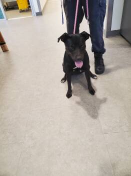 Rescue Terrier Dogs for Adoption in Bossier City, Louisiana - Moji | PetCurious