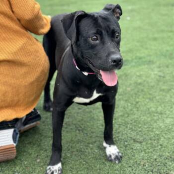 Mixed Breed Dogs Available for Adoption in Memphis, Tennessee - Barbie | PetCurious