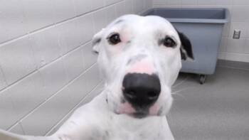 Labrador Retriever and Mixed Breed Dogs Available for Adoption - LIZZY | PetCurious