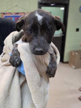Raksha -  Australian Cattle Dog Blue Heeler Dog Available for Adoption in Burnsville, North Carolina - Raksha | PetCurious