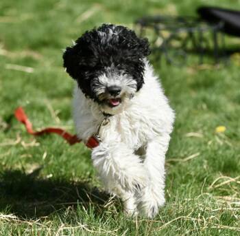 Standard Poodle Dogs Available for Adoption in Rockaway, New Jersey - Fiona NJ | PetCurious