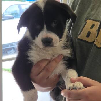 Mixed Breed Dogs Available for Adoption in Huntington, West Virginia - KJ | PetCurious