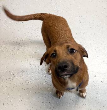 GINGER -  Mixed Breed Dog for Adoption in Rochester, Indiana - GINGER | PetCurious