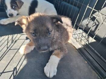 Mixed Breed Dogs Available for Adoption - OCEAN | PetCurious