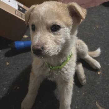 Mixed Breed Dogs Available for Adoption in Buffalo, Minnesota - Russet | PetCurious