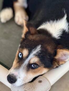 Cosey -  Australian Cattle Dog Blue Heeler and Husky Dog for Adoption in Fort Lupton, Colorado - Cosey | PetCurious