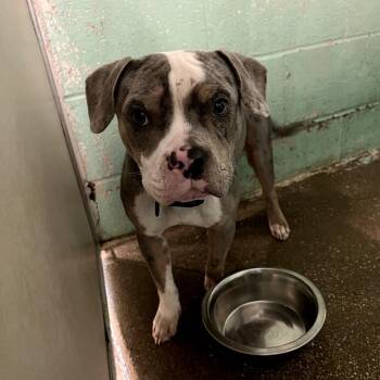 Pit Bull Terrier Dogs Available for Adoption in Waldorf, Maryland - Jimmy | PetCurious