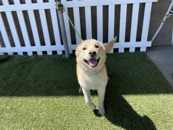 Labrador Retriever and Mixed Breed Dogs Available for Adoption in Modesto, California - A610733 | PetCurious