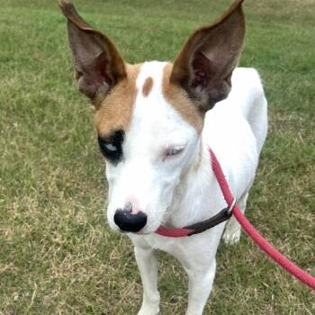 Oakley -  Jack Russell Terrier Dog for Adoption in Olive Branch, Mississippi - Oakley | PetCurious