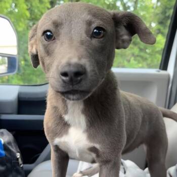 Pit Bull Terrier and Labrador Retriever Dogs Available for Adoption in Birmingham, Alabama - Frappe | PetCurious