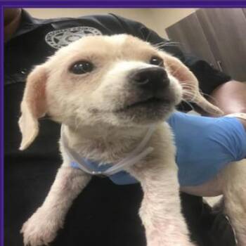 Sunkist -  Maltese and Mixed Breed Dog for Adoption in Dover, New Hampshire - Sunkist | PetCurious