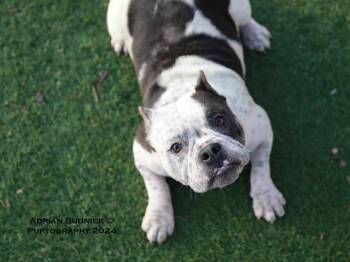 Dreka -  Mixed Breed Dog for Adoption in Nashville, Tennessee - Dreka | PetCurious