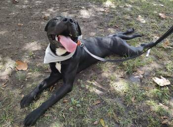 Blackie (COURTEST POST) -  Black Labrador Retriever and Pit Bull Terrier Dog for Adoption - Blackie (COURTEST POST) | PetCurious