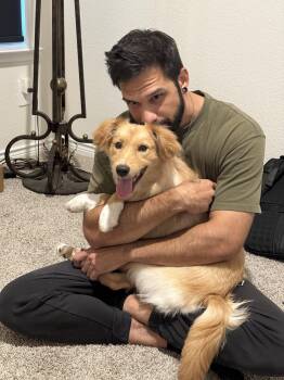 Lilly -  Golden Retriever and Australian Shepherd Dog for Adoption in Dallas, Texas - Lilly | PetCurious
