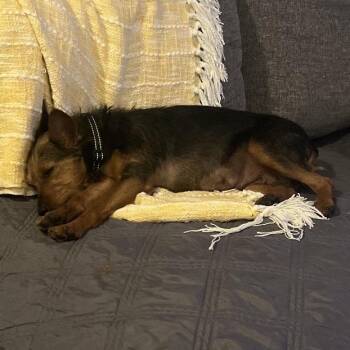 Mixed Breed Dogs Available for Adoption in Silver Spring, Maryland - Marigold | PetCurious