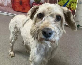 Maltese and Mixed Breed Dogs Available for Adoption in San Bernardino, California - CHOWDER | PetCurious
