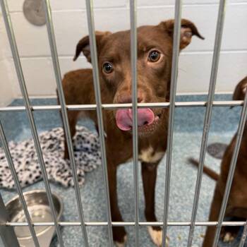 Phyllis -  Retriever and Mixed Breed Dog for Adoption in Greensboro, North Carolina - Phyllis | PetCurious