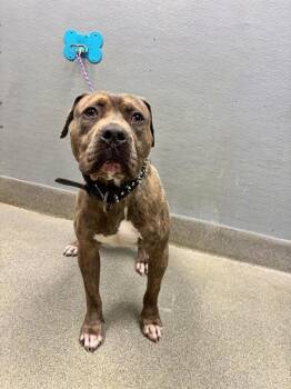 MARCOS -  Pit Bull Terrier Dog for Adoption in Las Vegas, Nevada - MARCOS | PetCurious